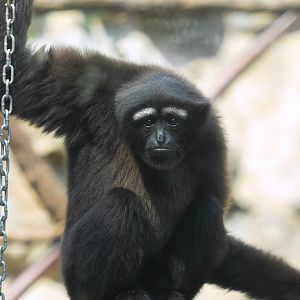Skywalker hoolock gibbon