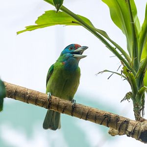 Blue-throated barbet