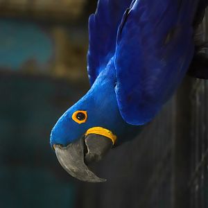 Hyacinth macaw