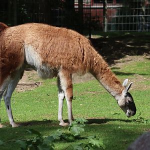 Guanaco