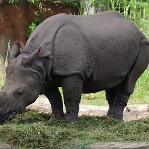 Indian Rhinoceros