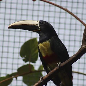 Black-necked Aracari