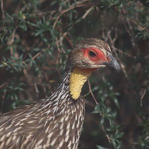 Yellow-necked Francolin