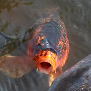 Koi Carp