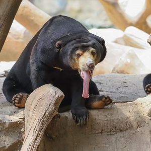 Sun bear