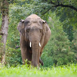 Asian elephant