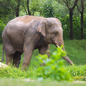 Asian elephant