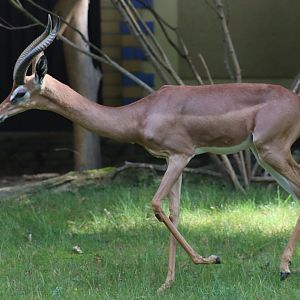 Southern Gerenuk