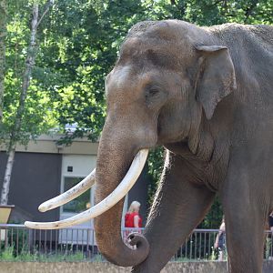 Asian Elephant 'Victor'