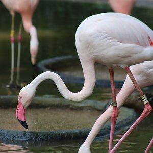 Greater Flamingo