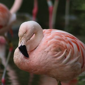 Chilean Flamingo