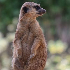 Meerkat