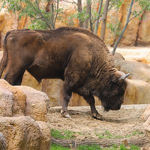 European bison