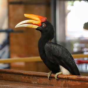 Rhinoceros Hornbill