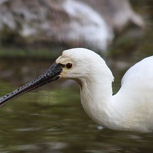 Eurasian Spoonbill