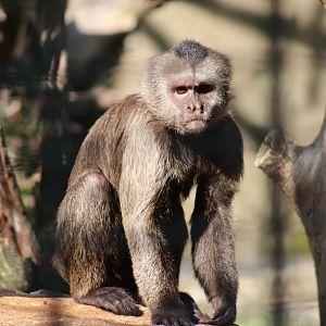 Guianan Weeper Capuchin