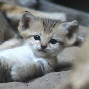 Sand Cat Kitten