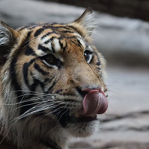 Sumatran Tiger