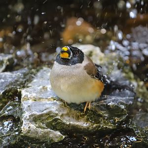 Chinese grosbeak