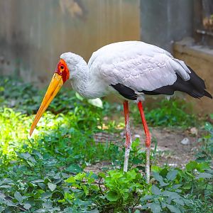 Yellow-billed Stork