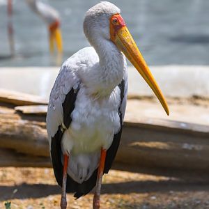 Yellow-billed Stork