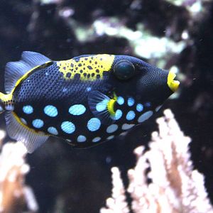 Clown Triggerfish