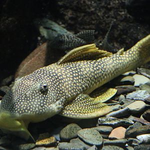 Sunshine Pleco