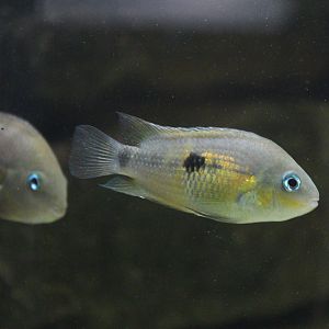 Topaz Cichlid