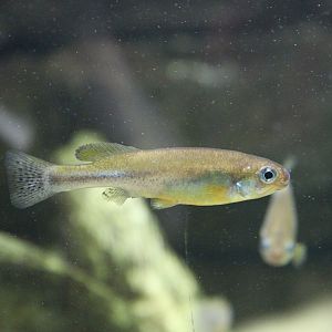 Goldbreast Splitfin