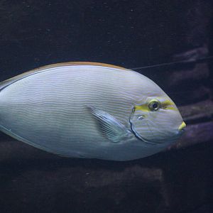 Elongate Surgeonfish