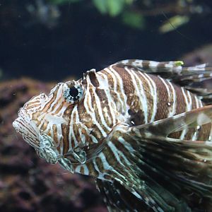 Red Lionfish