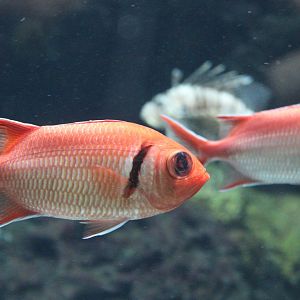 Blackbar Soldierfish