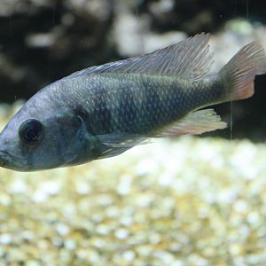 Hippo Point Blue Bar Cichlid