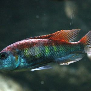 Nyere's Cichlid