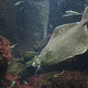 European Flounder