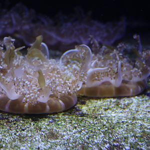Upside-down Jellyfish