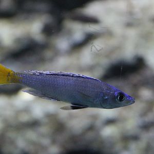 Sardine Cichlid