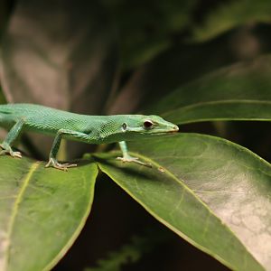 Sakishima Grass Lizard