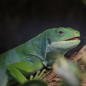 Fiji Banded Iguana