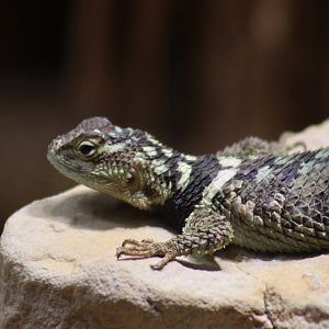 Blue Spiny Lizard