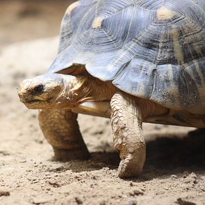 Radiated Tortoise