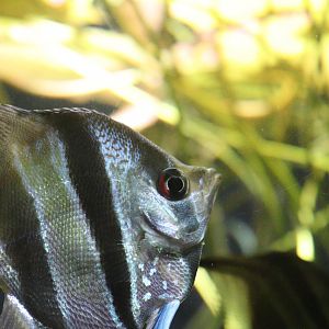 Altum Angelfish