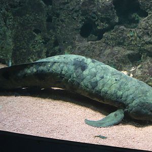 Australian Lungfish