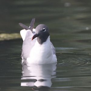 Laughing Gull