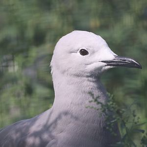 Grey Gull