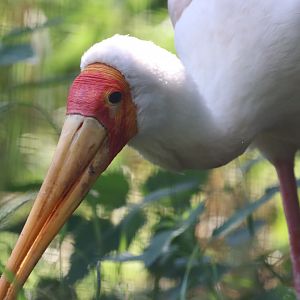 Yellow-billed Stork