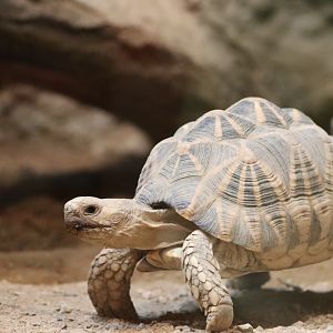 Burmese Star Tortoise