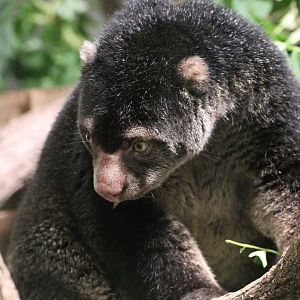 Bear Cuscus