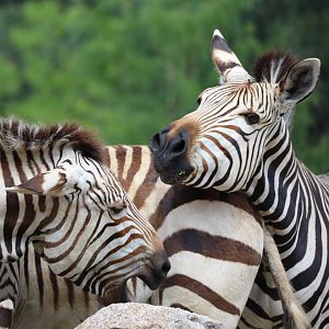 Hartmann's Mountain Zebra