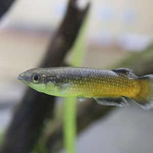 Red Madagascar Panchax